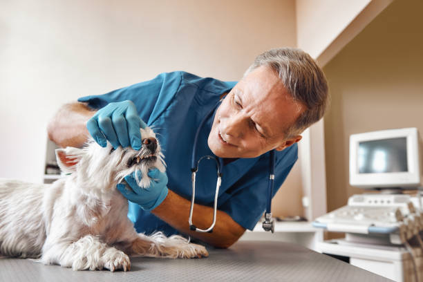Best Broken or Cracked Tooth Emergency Dentist in Belhaven, NC